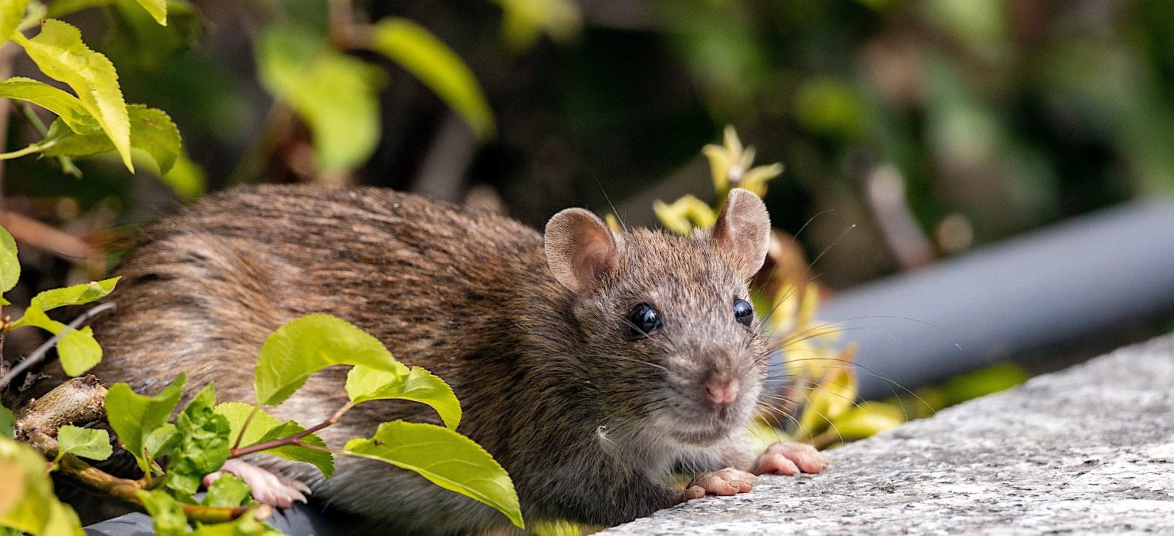 Rotte